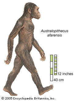 australophitecus