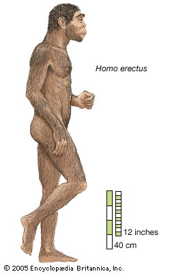 homo erectus