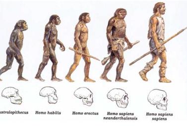 evolucion humana