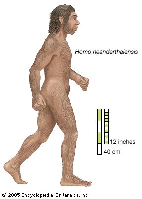 neanderthal